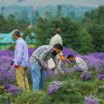 Saffron Harvesting in Kashmir