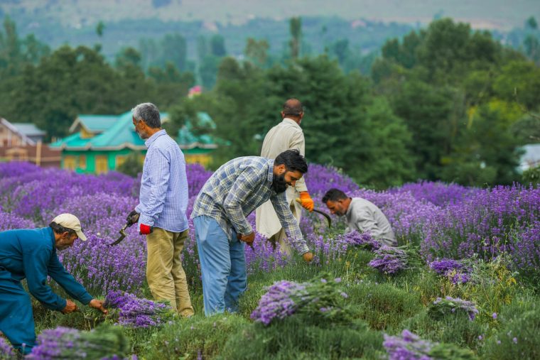 Saffron Harvesting in Kashmir